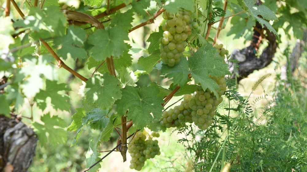 Zrelo belo grozdje v vinogradu Namurševih na Tinskem.