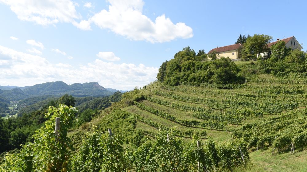 Vinogradi in gorca Vinogradništva Namurš na zelenem pobočju Tinskega.