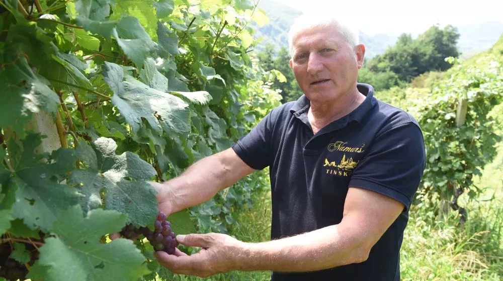 Franc Namurš med trtami v domačem vinogradu.